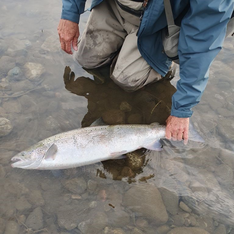 Laks settes skånsomt ut igjen etter fangst